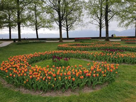 The Annual Tulip Festival In Morges Switzerland Free Festival Free