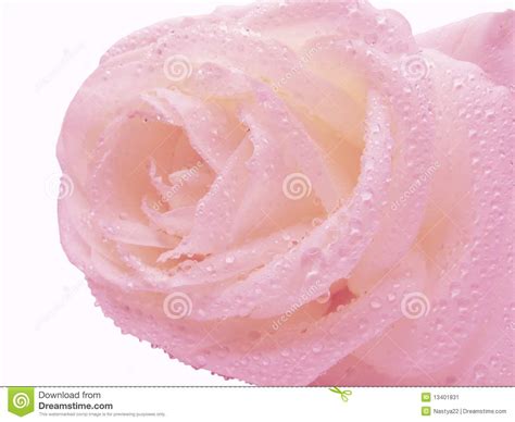 Pink Rose In Water Drops Stock Image Image 13401831