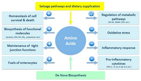 The Role Of Amino Acids In Joint Health We Are Eaton
