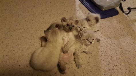 All kittens have been reserved. Highland Lynx Cats For Sale | Colorado Springs, CO #191715