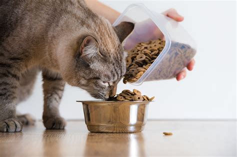 This guide will help you get a handle on the. How often should I feed my cat? - BarkSpace