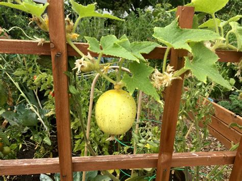 Vegetables Can I Grow Lemon Cucumbers In My Area Southeast Va Zone8