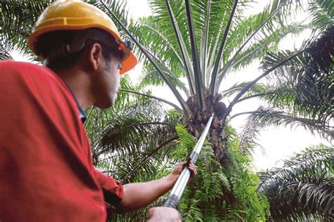 Oil Palm Planters Urge Gov To Reduce Taxes And Allow More Foreign