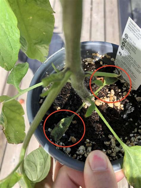 When To Transplant Tomato Seedlings To The Outdoor Garden