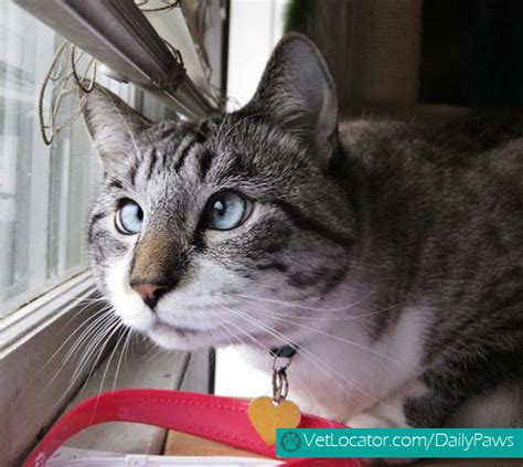 Meet Spangles The Cutest Crossed Eyed Cat Daily Paws