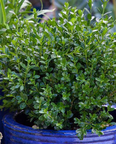 Buxus Microphylla Japonica Baby Gem™ Boxwood Sold Out Mid Valley
