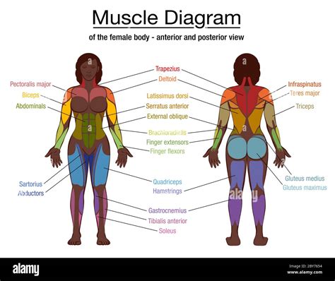 Diagramme Musculaire Les Muscles Les Plus Importants Dun Homme Noir