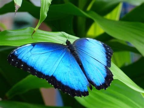 The Rarest Of Blue Animals: An Extremely Unique Phenomenon In The