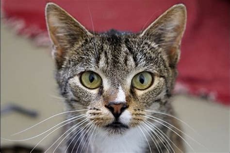 Nach dem brand im katzenhaus im mai 2014 hat der tierschutzverein tiere in not odenwald ein neues und wunderschönes katzenhaus gebaut. Echte Traumkatze sucht neues Zuhause