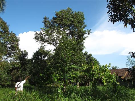 Kebakaran hutan di gunung ciremai. Insentif Imbal Jasa Lingkungan bagi Para Perawat Hutan di Kalbar : Mongabay.co.id