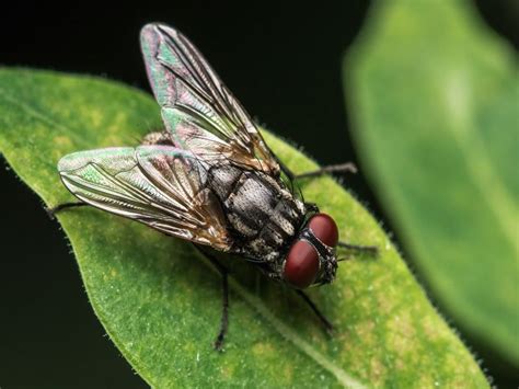 What Are Flies Attracted To Smells Foods And Colors To Avoid Kidadl