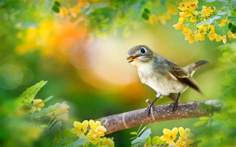 Bird Scientific Name Acrocephalus Arundinaceus Great Reed Warbler On