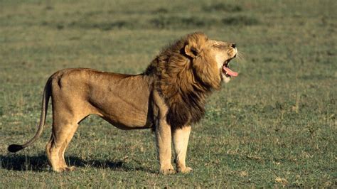 lion-male-roar