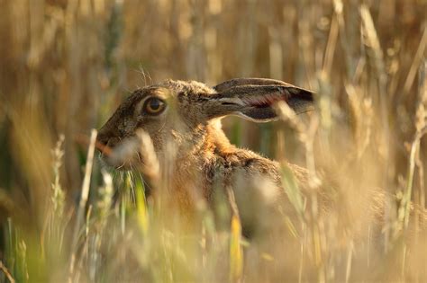 Brown Hare Hiding In Evening Wheat Lepus Europaeus Mike Rae