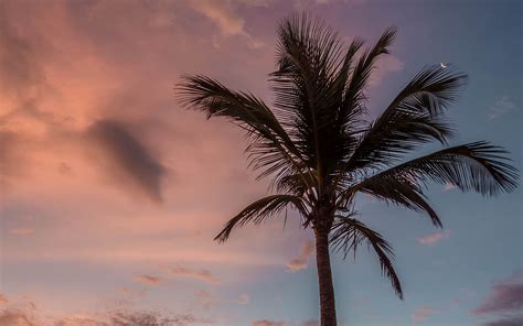 Download Wallpaper 2560x1600 Palm Tree Beach Sea Sky Clouds Sunset