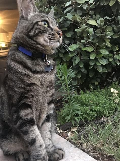 My Neighbors Cat Dr Jones Whom I Frequently Watch Sitting