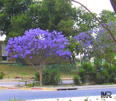 Escambia, santa rosa, okaloosa, walton, holmes, washington not all trees in this list will grow in all areas in northwest florida. jacaranda_mimosifolia.. Als vlierbes er ooit uit zou gaan ...