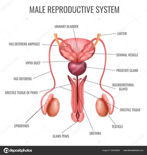 Realistic Male Reproductive System Stock Vector Image By Macrovector