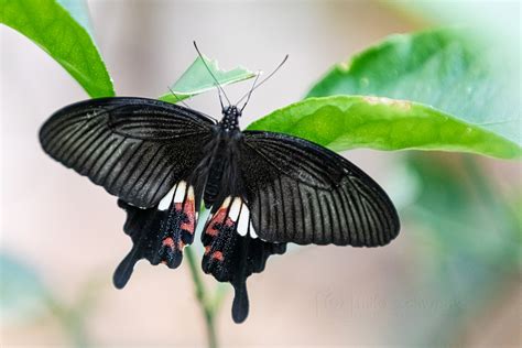 In dieser reportage für kinder geht es um schmetterlinge, die schönsten insekten der welt. Garten der Schmetterlinge (5) Foto & Bild | world, natur ...