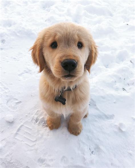 The Cutest Golden Retriever Puppies Youve Ever Seen Laughtard