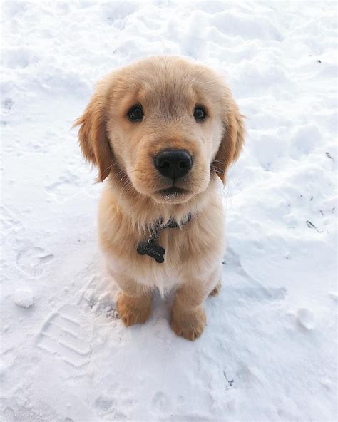 Whats included golden retriever puppies. The CUTEST Golden Retriever Puppies You've EVER Seen ...