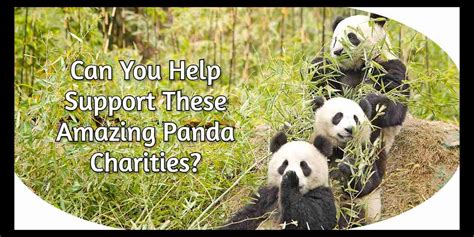 Panda Things | The Best Panda Charities and Conservation Groups