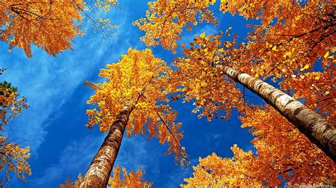 Grown To The Sky Fall Autumn Leaves Birches Colors Trees Hd