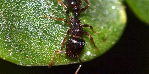 How To Identify Different Types Of Ants Dodson Pest Control