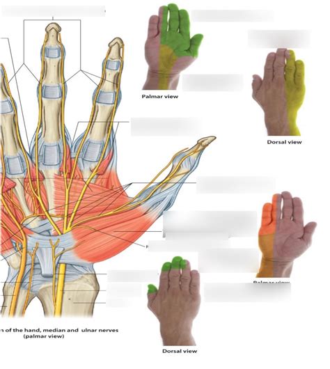 Cutaneous Innervation Of Hand Diagram Quizlet
