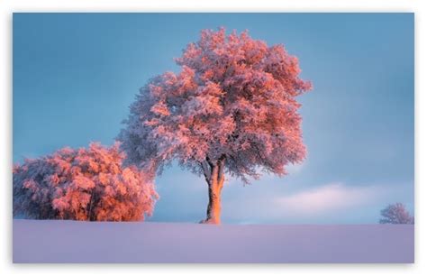 Trees Winter Pink Sunset Ultra Hd Desktop Background