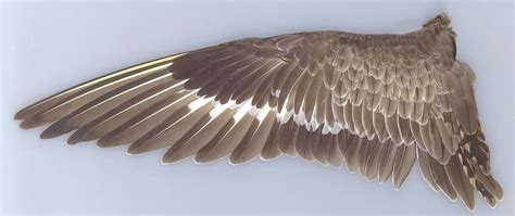 Pin By Maltaiâ Bacher On Winged Bird Wings Bird Bird Wing Anatomy