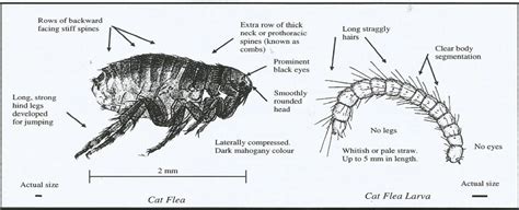 Visit to learn about the #1 prescribed medicine in pet owner and veterinarian satisfaction. Fleas - Elysium pest control