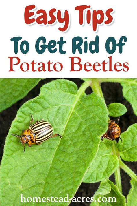 But attracting potato bugs is a risk you take when you choose to raise this root vegetable. How To Get Rid Of Colorado Potato Beetles | Natural pest ...