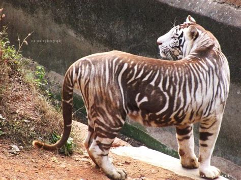 Nandankanan Zoological Park Bhubaneswar White Tiger With Abundanism