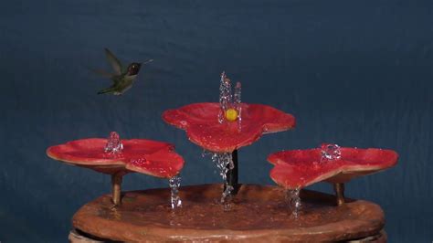 Maybe you would like to learn more about one of these? Hummingbirds Bathing in the NEW "Tabletop Hummingbird Bath ...