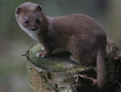 What Do Weasels Eat Diet And Facts