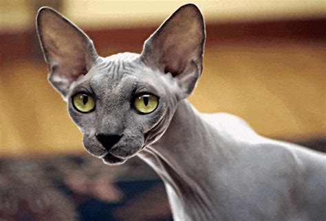 Sphynx Cat Breed Information And Facts With Pictures