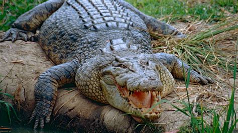 Terrifying Video Shows What It Is Like To Be Bitten By A Crocodile