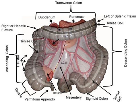 Image Showing The Anterior Colon Somso Torso Models Labeled