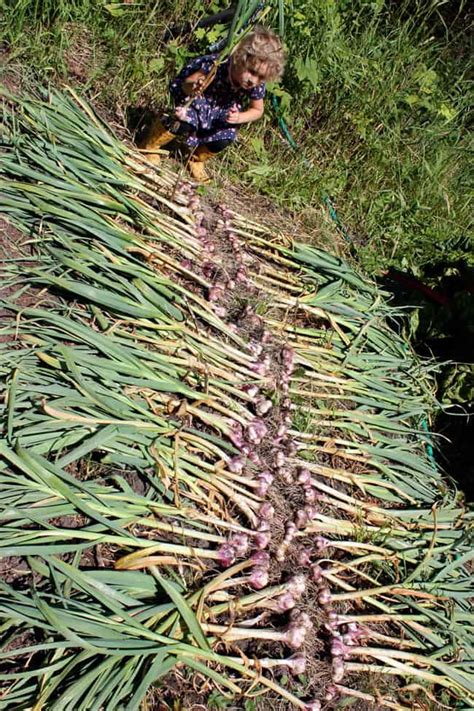 While it may be tempting to dramatically yank bulbs out of the soil when harvesting garlic, resist the urge! Growing, Harvesting, and Storing Garlic