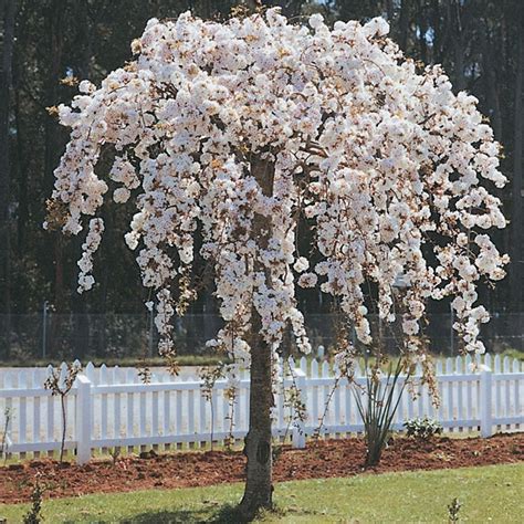 Prunus Subhirtella Pendula Weeping Cherry Weeping Cherry Tree