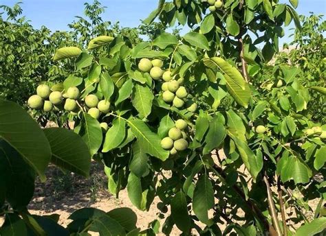 ПРОДАЖА ЗЕМЕЛЬНОГО УЧАСТКА ДЛЯ ВЫРАЩИВАНИЯ ГРЕЦКОГО ОРЕХА, МИНДАЛЯ ...
