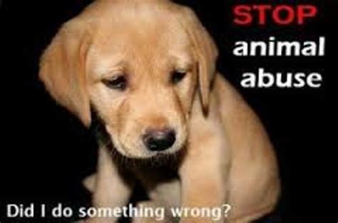 10 Facts About Dog Abuse Fact File