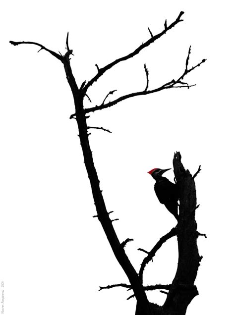 Pileated Woodpecker Silhouette At Getdrawings Free Download