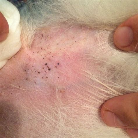 Cancer Spots On Dogs