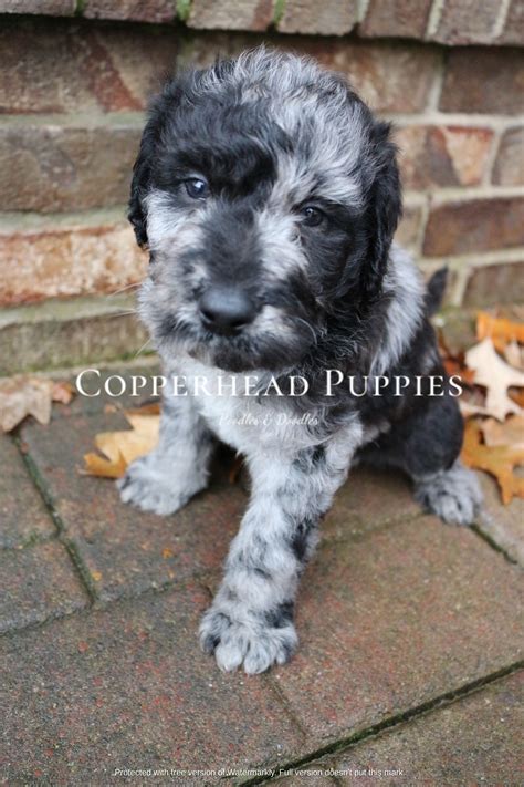 The pembroke welsh corgi puppy is one type of corgi. F1 Blue Merle Labradoodle in 2020 | Labradoodle ...