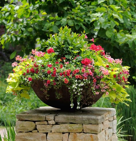Container Gardening How To Thrill Fill And Spill Garden Containers