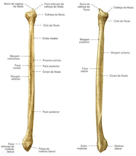 Fíbula Vista Lateral E Medial Anatomia Dos Ossos Anatomia Ossos