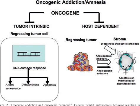 Figure 2 From Tumor Dormancy And Oncogene Addiction Semantic Scholar