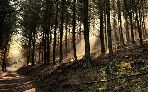High Quality Photo Of Forest Wallpaper Of Road Morning
